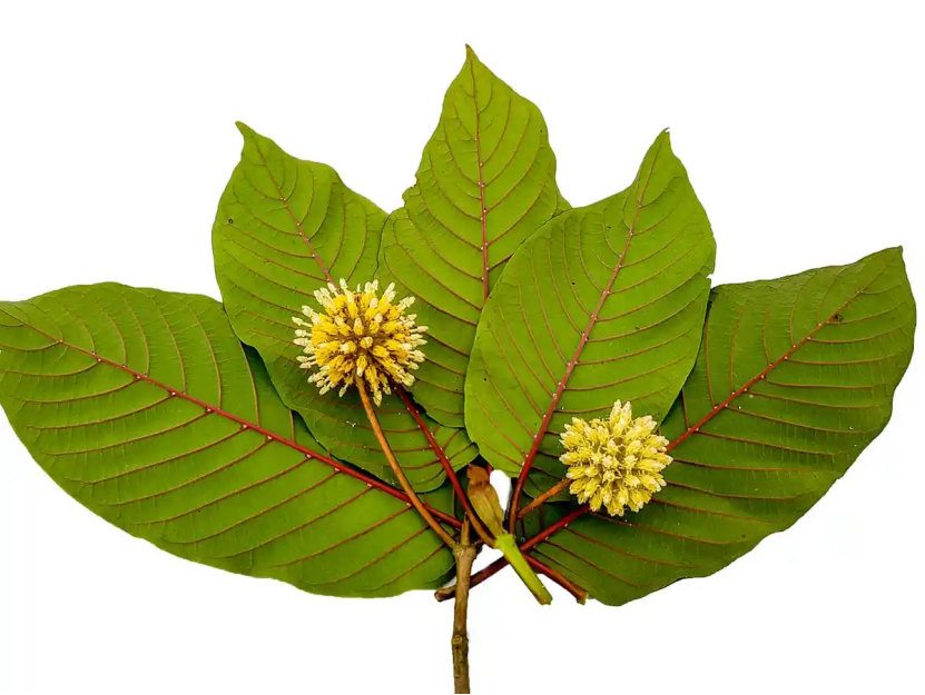磺丁基倍他環(huán)糊精鈉能夠增強與帽柱木堿的復合